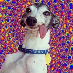 Mmm...MEGADOG, I Love You 2020