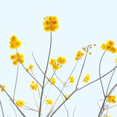 Daily Dose of Electro Pop!