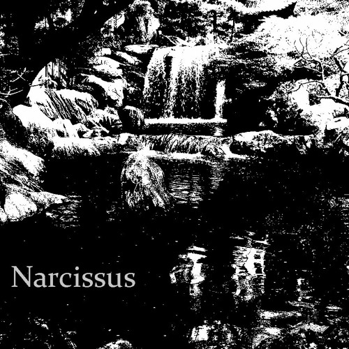 Narcissus