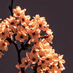 Ludovico Einaudi - Wind Song