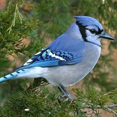 Blue Jay