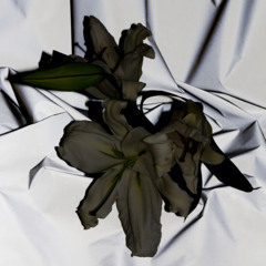 Premiere: XVIII - Diapason