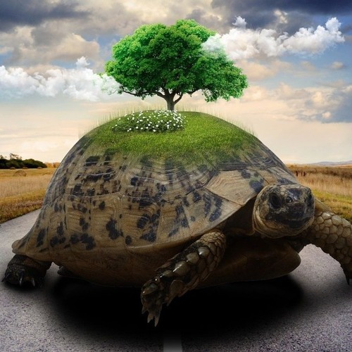 حكمة البطء