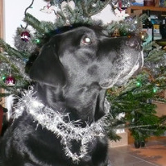 We Need a Little Christmas + 53 arr. William Berry