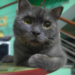 DJ 抖音版