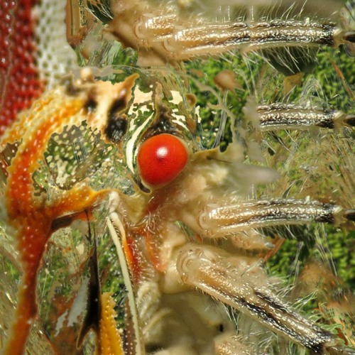 Æthereal Arthropod - Artificial Stridulation (Orthoptera Mating Call)