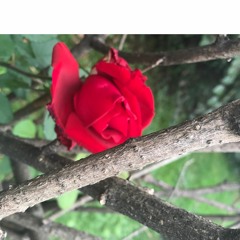 ORANGE BLEUE cover MBERGER