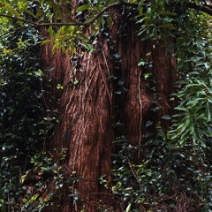 Redwoods