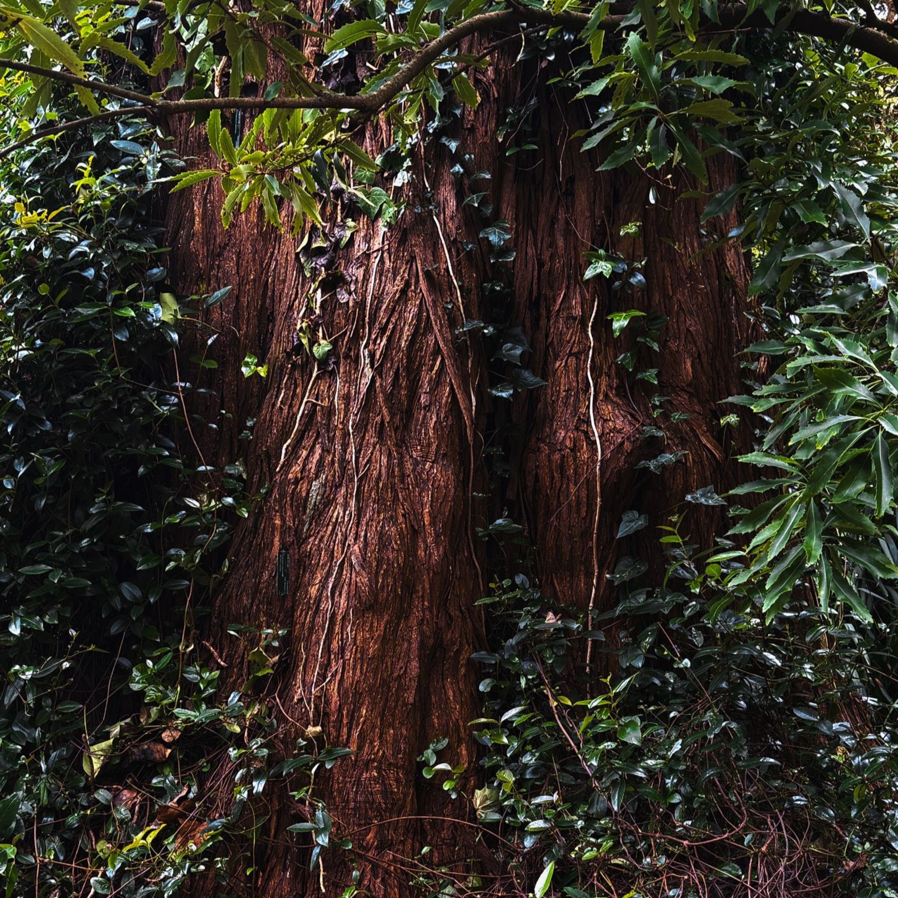 Redwoods episode artwork
