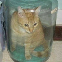 Cat Death II: Asphyxiation