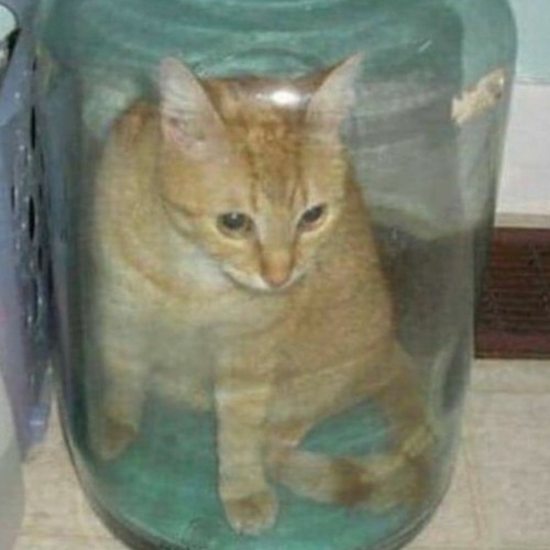 Cat Death II: Asphyxiation