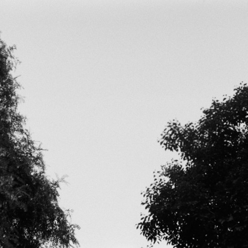 Our Attempts (Leaves)