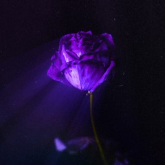 Lights