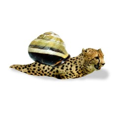 ⏱️ Slow Cheetah 🦥 𝘙𝘏𝘊𝘗 ␥ нυηкє Ⅎןıք ▿