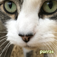 Little Puma (Morgana)