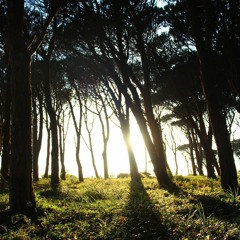 forest trance
