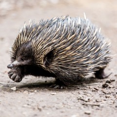 Can New Zealand defend itself with 'echidna strategy'?