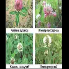 ✚ + + пЕРвblй второu 3 (четвер)ты1й + + ✚