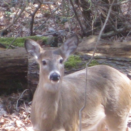 Deer Donation Program In Its First Year In Saint Andrews