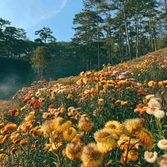Biển hoa 《花海》/Tĩnh bibili