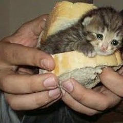 La historia del Gato y el Sandwich - Original: MissaSinfonia