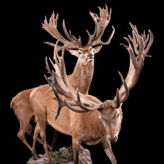 imdyingFREESTYLE *prod me*