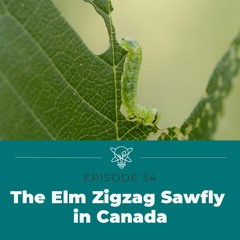Discovering the Elm Zigzag Sawfly in Canada