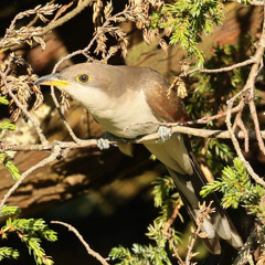 Yellow-billed Cuckoo, upper Cantinho, Corvo, 13 October 2025