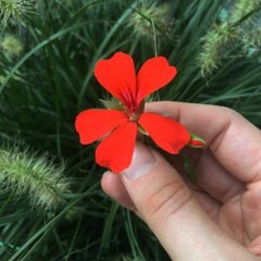 Allow yrself to bloom (4) by Satu  Rauhamäki.