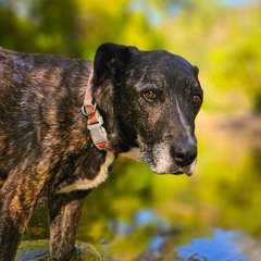 My Old Dog T