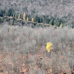 Comme la pluie, (prod. inuyasha)