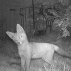 Northern Wings Radio w/ PastelFuneral : Feb 26, 2023