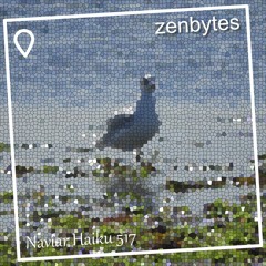 early dawn seagulls - Naviarhaiku 517