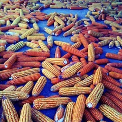 ROOIBOS VANILLE - Lola Chola & La Beba