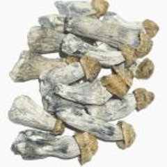 Magic Mushrooms At Washington DC’s Premier Dispensary
