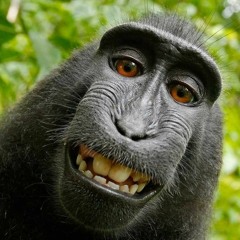 Blame the Monkey Brain - Vick Na$$ty