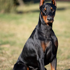 rolo