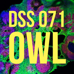 DSS 071 | Owl