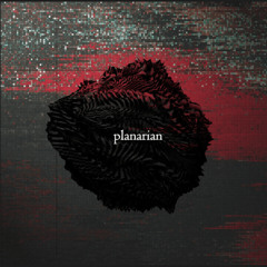 planarian