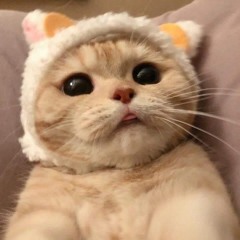 June Henry - Knightsbridge (Bladee Cover) *Stupidppl Edit*