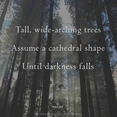 Tall, wide-arching trees  (Naviarhaiku 536 )