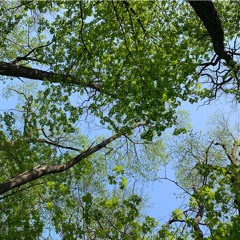 Breathe in my air (Live) - Orlane