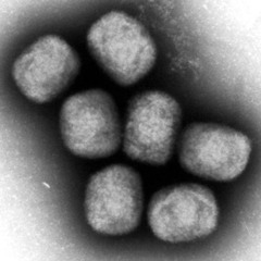 Flu Season Starts in Japan, 2nd Earliest in 20 Years