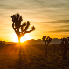 ROTUNDA Joshua Tree 8/17/25 5:00am - Closing