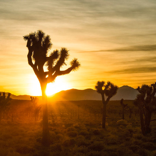 ROTUNDA Joshua Tree 8/17/25 5:00am - Closing