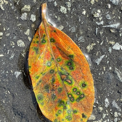 I love ya…【beat by nikicy】