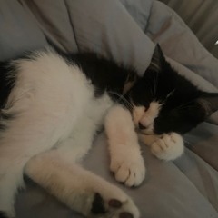 да или нет + фертиван*31