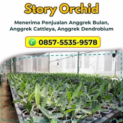 Hubungi 0857-5535-9578, Grosir Anggrek Varigata di Malang