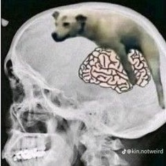 ราชาใต้ดิน