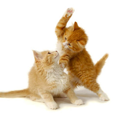 Song for Ruthies kittens
